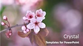  Presentation with spring tree - Presentation design with blossom-tree-over-nature-background background and a violet colored foreground