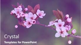  Presentation with spring tree - Cool new slide set with blossom-tree-over-nature-background backdrop and a violet colored foreground