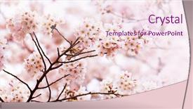  Presentation with japan cherry blossom - Presentation theme enhanced with blossom with many flower bud background and a  colored foreground