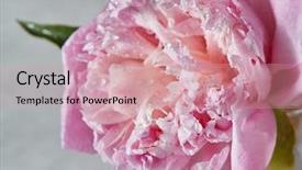  Presentation with droplet - PPT layouts enhanced with blossom with water droplet background and a coral colored foreground