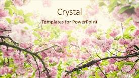  Presentation with japanese cherry blossom - Presentation featuring blossom background and a cream colored foreground