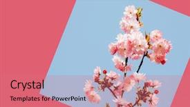  Presentation with japan cherry blossom - Presentation theme with prunus - japanese pink cherry blossom background and a coral colored foreground