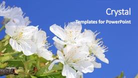  Presentation with blue sky - Audience pleasing PPT layouts consisting of blossomed tree twig on blue backdrop and a teal colored foreground