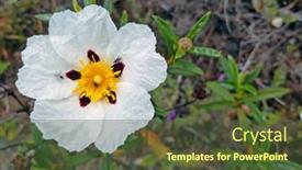  Presentation with dental gum - Slide set enhanced with blossomig-gum-rockrose-cistus-ladanifer background and a tawny brown colored foreground