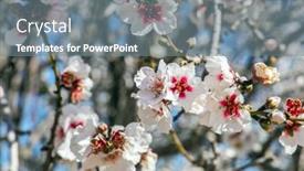  Presentation with decorate - Amazing PPT theme having blossoming-almond-branches-white backdrop and a gray colored foreground