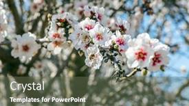  Presentation with decorate - Presentation theme consisting of blossoming-almond-branches-white background and a tawny brown colored foreground