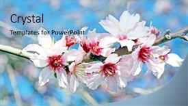  Presentation with almond - Colorful PPT theme enhanced with blossoming-almond-flowers-in-spring backdrop and a light blue colored foreground