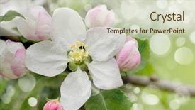  Presentation with bloom - Theme with blossoming apple branch of apple tree in bloom in the spring close-up background and a soft green colored foreground