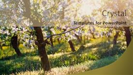  Presentation with agrarian - Presentation consisting of blossoming-apple-orchard-in-idyllic background and a soft green colored foreground