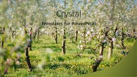  Presentation with agrarian - Presentation theme consisting of blossoming-apple-orchard-in-idyllic background and a mint green colored foreground