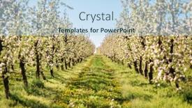  Presentation with agrarian - Presentation theme having blossoming-apple-orchard-in-idyllic background and a sky blue colored foreground