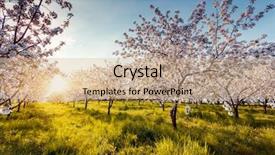  Presentation with tree spring flowers apple flowers - Beautiful PPT theme featuring blossoming apple orchard in spring backdrop and a coral colored foreground