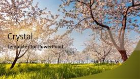  Presentation with tree spring flowers apple flowers - Slide set consisting of blossoming apple orchard in spring background and a  colored foreground