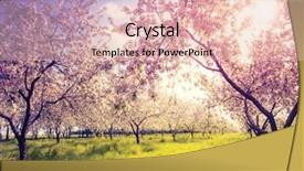  Presentation with tree spring flowers apple flowers - PPT theme with blossoming apple orchard in spring background and a lemonade colored foreground