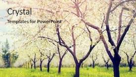  Presentation with tree spring flowers apple flowers - Presentation theme having sugar cane fresh in nature with copy space add text background and a light gray colored foreground