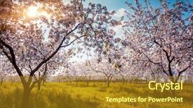  Presentation with tree spring flowers apple flowers - Cool new PPT layouts with blossoming apple orchard in spring backdrop and a gold colored foreground