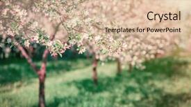  Presentation with glowing cross - Slide set enhanced with blossoming apple orchard in spring picturesque and gorgeous scene ukraine europe beauty world cross processed retro and vintage style instagram toning effect glowing soft filter background and a lemonade colored foreground