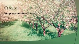  Presentation with glowing cross - Slide set consisting of blossoming apple orchard in spring picturesque and gorgeous scene ukraine europe beauty world cross processed retro and vintage style instagram toning effect glowing soft filter background and a lemonade colored foreground