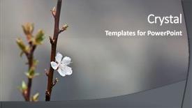  Presentation with apricot - Amazing theme having blossoming apricot flowers on twigs backdrop and a gray colored foreground