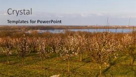  Presentation with orchard - PPT theme featuring blossoming-apricot-orchard-near-slup background and a lemonade colored foreground
