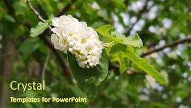  Presentation with cherry - Theme featuring blossoming-bird-cherry-branch-outdoor background and a tawny brown colored foreground