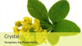 Presentation with barberry - PPT theme featuring blossoming branch of a barberry background and a yellow colored foreground