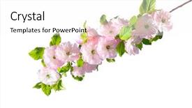  Presentation with water farming almond trees - Slide deck having blossoming branch of almond prunus background and a white colored foreground