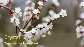  Presentation with spring tree - Amazing slides having blossoming-branch-of-apricot-tree backdrop and a tawny brown colored foreground