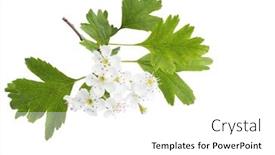  Presentation with green tree - Presentation design enhanced with blossoming-branch-of-hawthorn background and a white colored foreground