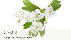  Presentation with white birch tree - Presentation theme featuring blossoming-branch-of-hawthorn background and a soft green colored foreground