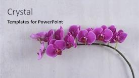  Presentation with pink flowers - PPT layouts enhanced with blossoming-branch-of-pink-phalaenopsis background and a light gray colored foreground