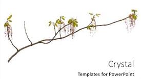  Presentation with single tree - Beautiful PPT layouts featuring blossoming-branch-with-flowers-single backdrop and a white colored foreground