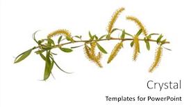  Presentation with single tree - Slide deck with blossoming-branch-with-flowers-single background and a white colored foreground