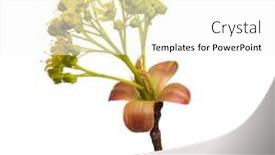  Presentation with single tree - Slide deck enhanced with blossoming-branch-with-flowers-single background and a white colored foreground