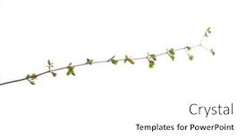  Presentation with single tree - Beautiful presentation theme featuring blossoming-branch-with-flowers-single backdrop and a white colored foreground