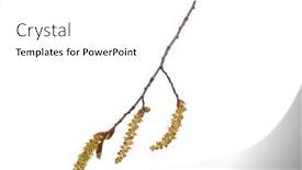  Presentation with single tree - Audience pleasing presentation consisting of blossoming-branch-with-flowers-single backdrop and a white colored foreground