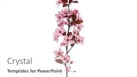  Presentation with single tree - Colorful PPT theme enhanced with blossoming-branch-with-pink-cherry backdrop and a white colored foreground