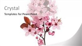  Presentation with single tree - Audience pleasing slide deck consisting of blossoming-branch-with-pink-cherry backdrop and a white colored foreground