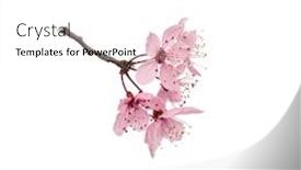  Presentation with single tree - Colorful PPT theme enhanced with blossoming-branch-with-pink-cherry backdrop and a white colored foreground