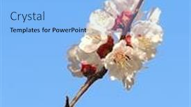  Presentation with branch - Amazing slide deck having blossoming-branch-with-with-flowers backdrop and a light blue colored foreground