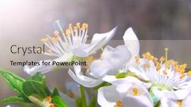  Presentation with cherry - Beautiful PPT layouts featuring blossoming-branch-with-with-flowers backdrop and a soft green colored foreground