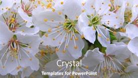  Presentation with cherry - Slide deck with blossoming-branch-with-with-flowers background and a gray colored foreground