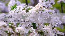  Presentation with cherry - Colorful PPT theme enhanced with blossoming-branch-with-with-flowers backdrop and a light blue colored foreground