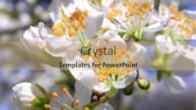  Presentation with cherry - PPT layouts having blossoming-branch-with-with-flowers background and a soft green colored foreground