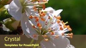  Presentation with cherry - Audience pleasing slide deck consisting of blossoming-branch-with-with-flowers backdrop and a tawny brown colored foreground