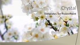  Presentation with cherry - Slide deck enhanced with blossoming-branch-with-with-flowers background and a white colored foreground