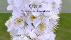  Presentation with cherry - Amazing PPT theme having blossoming-branch-with-with-flowers backdrop and a sky blue colored foreground