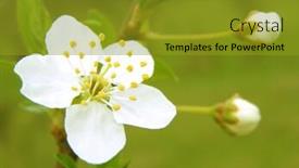  Presentation with cherry - Slide set consisting of blossoming-branch-with-with-flowers background and a gold colored foreground