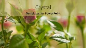  Presentation with flower pots - Slides consisting of blossoming-bud-of-a-red background and a yellow colored foreground