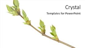  Presentation with white birch tree - PPT layouts having blossoming buds on tree isolated background and a white colored foreground
